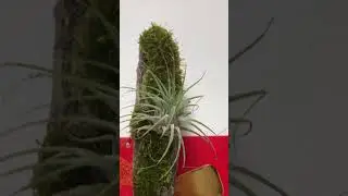 Tillandsia Air plant mounting on a moss on a log