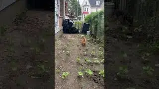 Betun quiere caminar en patio