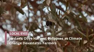 Jordan&rsquo;s Olive Harvest Collapses as Climate Change Devastates Farmers