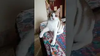 stubborn kitty😺#shorts#cat cute cat cat cats cute kitty