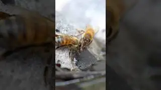 Help bees stay cool! Add flat rocks to a birdbath to give them a safe place to land and sip water.