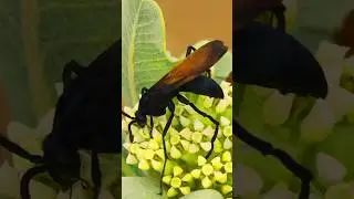 Why It&rsquo;s Called the Tarantula Hawk Wasp