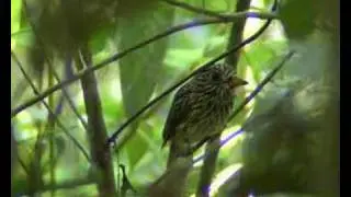 White-chested Puffbird