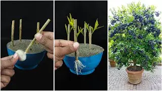 Watch how to grow java plum plant at home | Quick & effective guide