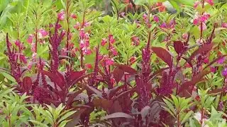 Hmong inspired garden at the Minnesota Landscape Arboretum