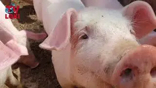 Domaći prasci iz Krasna