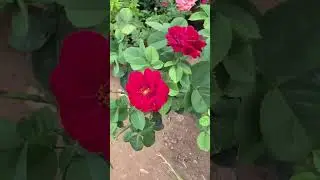 Nursery visit video coming soon #rose #ros&eacute; #redrose #shorts @easygardening5367