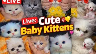 Cat Baby 🐾 Delivery coming 😍 Soon  [110] #ytshorts  #ytshorts #livestream #live #foryou #viralvideo