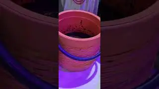 Nigeria/Niger Delta Delicacies