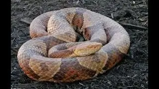 24-Hour Snake Removal Near Me - Morris County NJ - Pest Control Morris County NJ - (862) 658-2086