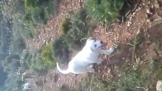 Cindy, Joy, Bianco, Brave, Bobo & Bianca