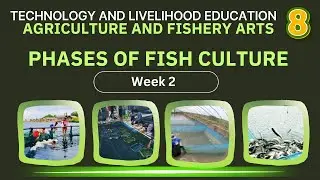 AFA 8 Qtr 2 Week 2: PHASES OF FISH CULTURE