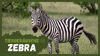 Tierger&auml;usche | Zebra 🦓
