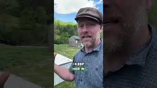 How To Get Free Chicks (No Incubator)