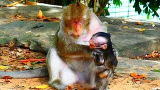 Poor Baby Tia Mother Weaned Tia Cr.y Lou/dly