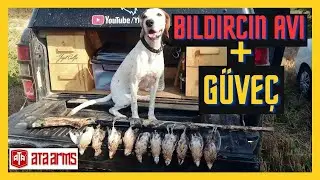 Bıldırcın Avı - (4K) - 11. Bölüm  - Efsane Bıldırcın Avı + GÜVEÇ - Quail Hunting - Quaglia