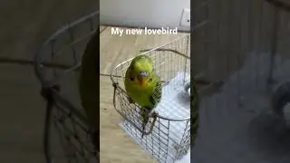 here is my new lovebird####