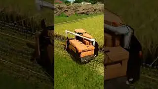 Harvesting and cultivating rice fields #farming #fs25shorts #fs25