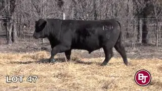 BJ Angus Genetics - 47