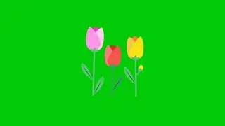 Flowers in bloom Green Screen (1)