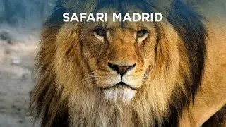 Safari Madrid: un viaje sobre ruedas para conocer animales de los 5 continentes