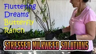 How to Make Sad Milkweeds HAPPY Again!