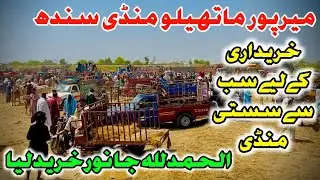 Mirpur Mathelo Mandi Sindh Alhamdulillah Janwar Khareed Liya 😍#mirpur #mirpurmathelo #sindh #cow