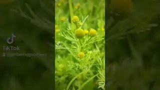 Pineapple weed, Wild Chamomile  Matricaria discoidea