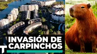 CARPINCHOS EN NORDELTA: la pelea de los vecinos a favor y en contra