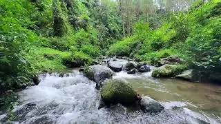 Quiet your heart with peaceful river flow along a green forest riverbank to help you rest deeply