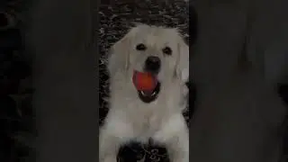 Staring match with my golden retriever 🤣