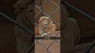 #Lion#islamabad#zoo