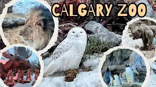 Calgary Zoo | Places to visit in Calgary | Christmas Lights in Calgary