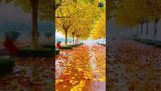 Scenery of Trees | Nature-themed Films #scenery #trees #leaves  #shorts #nature #naturethemedfilms
