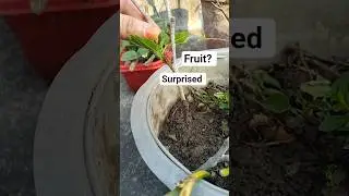 Grow mulberry plant from cutting😎#mulberry#fruit#shortvideo