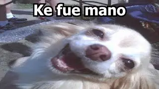Mi perro despu&eacute;s de orinarse en mi pc gamer #chiste #meme #viralvideo