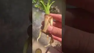 How to Propagate PANDAN in Water 🍃 💦 | C&Aacute;CH TRỒNG C&Acirc;Y L&Aacute; DỨA | #Pandanus Amaryllifolius
