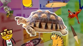 czy wiecie że niektóre żółwie