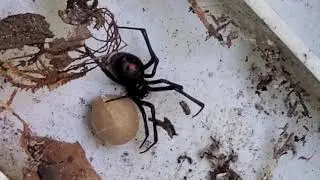 Black Widow Spider and Egg Sac Found in Rumson, NJ