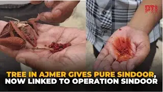 Ajmer's natural sindoor tree becomes symbol of faith amid Operation Sindoor