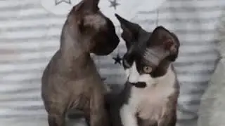 Devon rex - I'LOLA i I'LULLABY Hasu'Neko*PL/hasuneko cattery