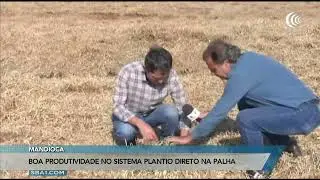 Plantio direto na palha traz boa produtividade para a mandioca