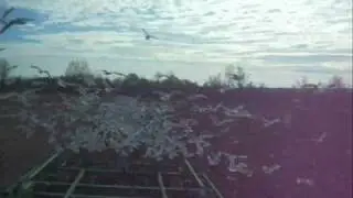 Running the Seagull Planter