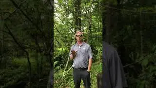 Paw-Paw Tree