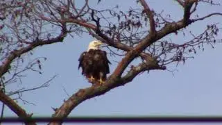 Eagle Sitting on Branch -March 20, 2020