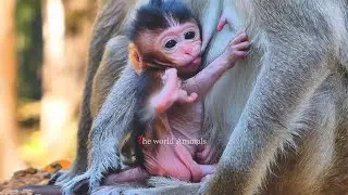 The Most Beautiful of New baby fast to drinking fresh Milk | The World Animals
