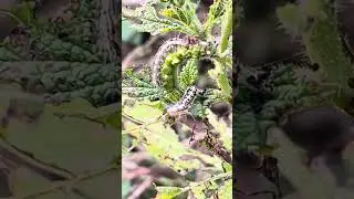 Higad (Caterpillar)