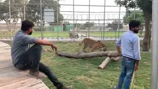 Tiger love, care and medical check up by vet || The WildPets ||