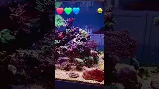 Best Lights For Lighting Big Reef Tanks