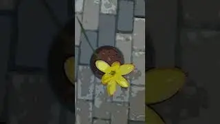 Yellow Thai Lily Cartoon Version #shorts #cartoon